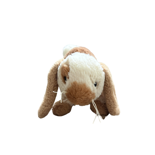 Holland Lop Bunny