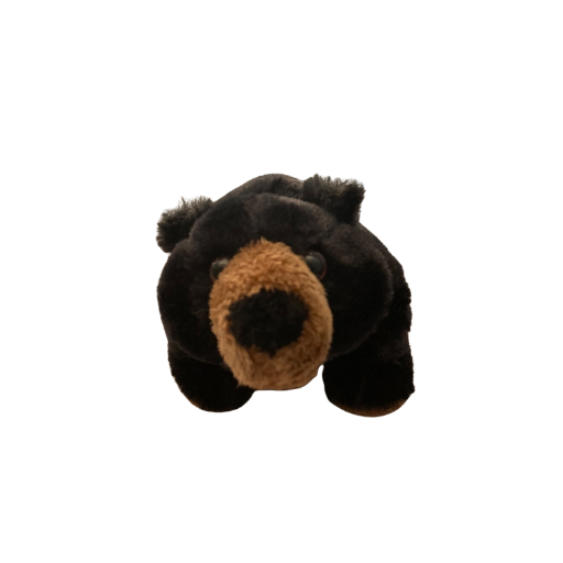 American Black Bear
