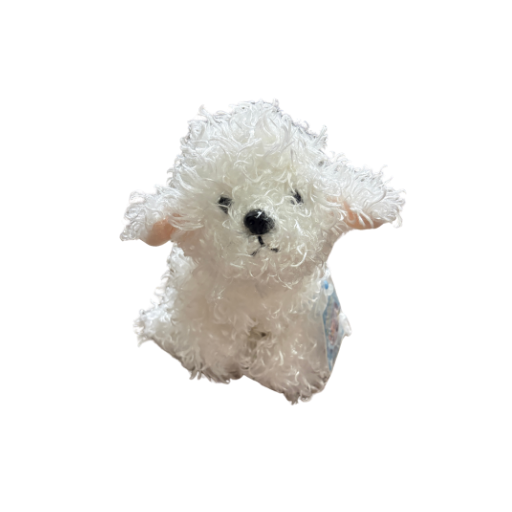 Bichon Frise