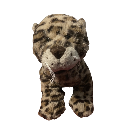 Leopard Cub