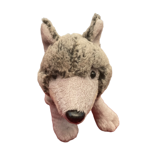 Coyote