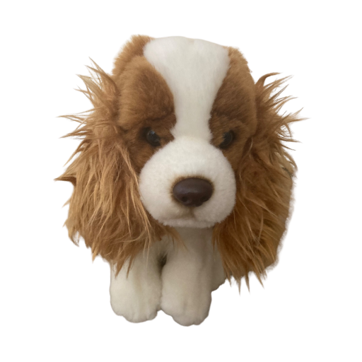 Signature King Charles Cocker Spaniel