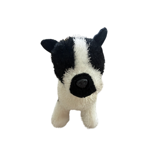 Boston Terrier