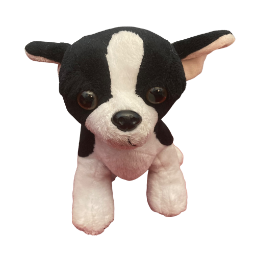 Tuxedo Chihuahua
